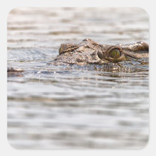 Nilkrokodil Quadratischer Aufkleber