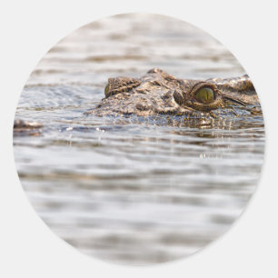 Nilkrokodil Runder Aufkleber