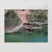 Nilkrokodile Postkarte (Vorderseite)
