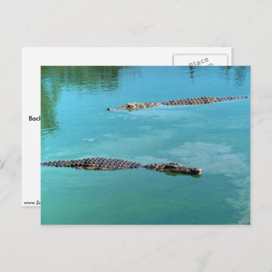 Nilkrokodile Postkarte (Vorne/Hinten)