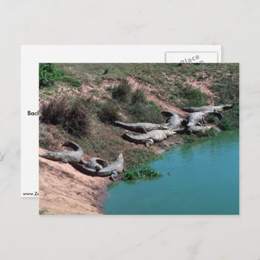 Nilkrokodile Postkarte (Vorne/Hinten)