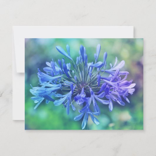 Nillilie Einladung (Rückseite)