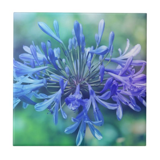 Nillilie Fliese (Vorderseite)