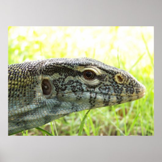 Nilmonitor Poster (Vorne)