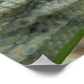 Nilmonitor Poster (Ecke)