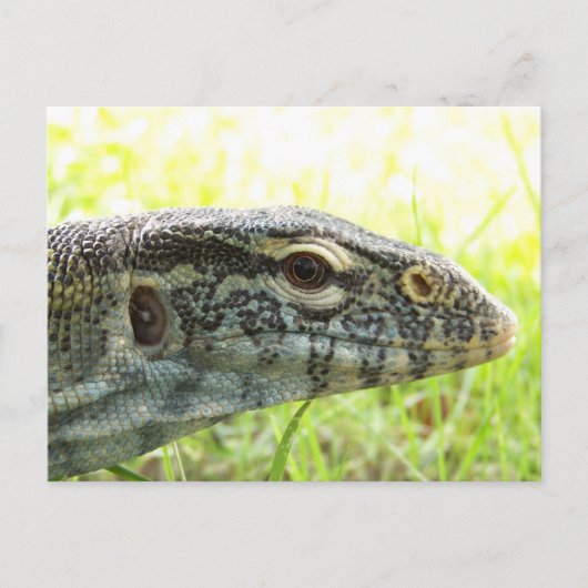 Nilmonitor Postkarte (Vorderseite)