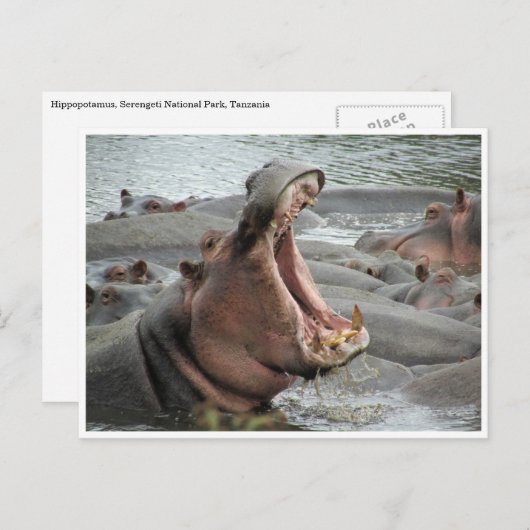 Nilpferd Postkarte (Vorne/Hinten)