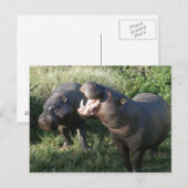 Nilpferd Postkarte (Vorne/Hinten)