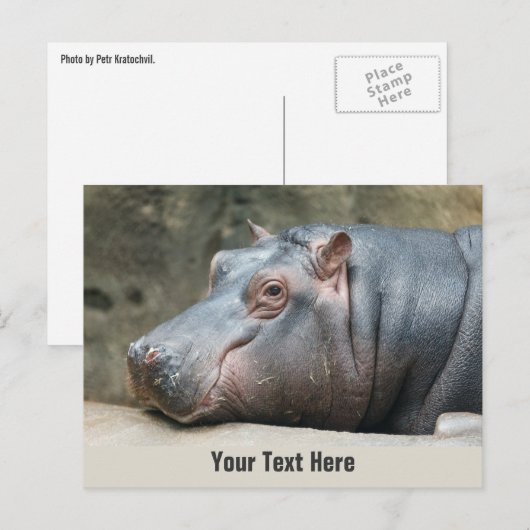 Nilpferd-Postkarte Postkarte (Vorne/Hinten)