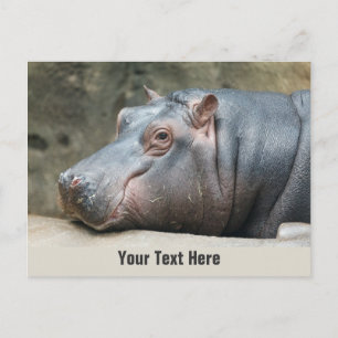 Nilpferd-Postkarte Postkarte