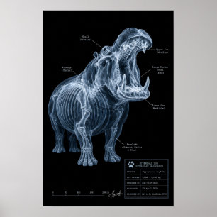 Nilpferd-Röntgen-Zoo-Exemplar Poster