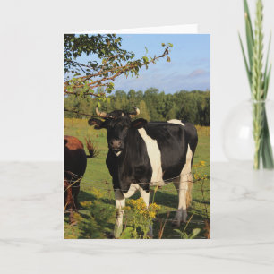 Nimm den Bull am Horn Karte