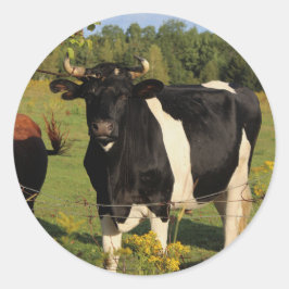 Nimm den Bull am Horn Runder Aufkleber