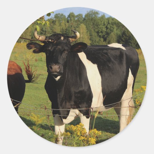 Nimm den Bull am Horn Runder Aufkleber (Vorderseite)