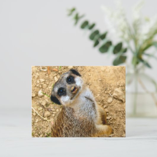 Niro-Erdmännchen Postkarte (Stehend Vorderseite)