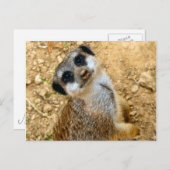 Niro-Erdmännchen Postkarte (Vorne/Hinten)