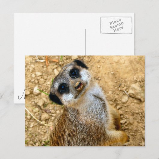 Niro-Erdmännchen Postkarte (Vorne/Hinten)