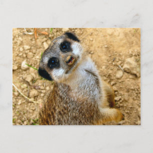 Niro-Erdmännchen Postkarte