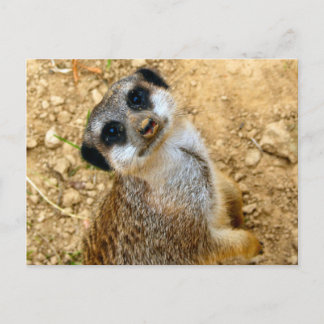 Niro-Erdmännchen Postkarte