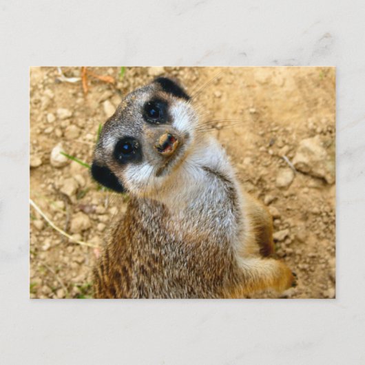 Niro-Erdmännchen Postkarte (Vorderseite)