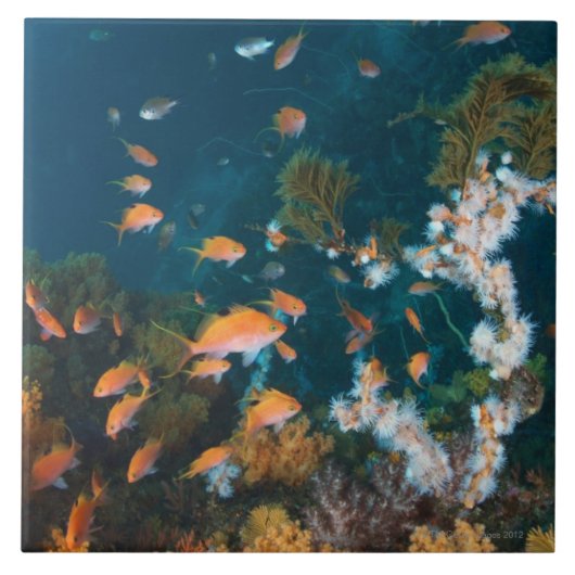 Nishiizumachi, Präfektur Shizuoka, Japan 2 Fliese (Vorderseite)