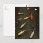Nishikigoi (Koi Fish) Postkarte (Vorne/Hinten)