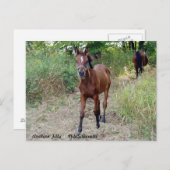 NiteSilhouette Postkarte (Vorne/Hinten)