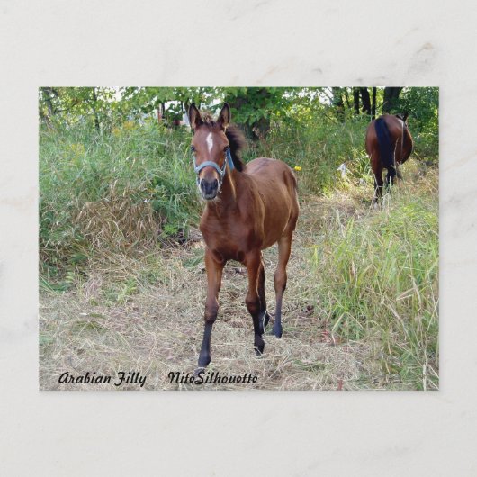 NiteSilhouette Postkarte (Vorderseite)