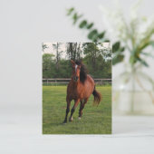 Nizir Postkarte (Stehend Vorderseite)