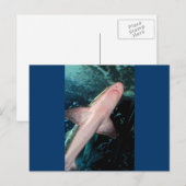NJ Shark CB Postkarte (Vorne/Hinten)