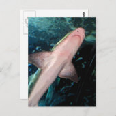 NJ Shark CB Postkarte (Vorne/Hinten)
