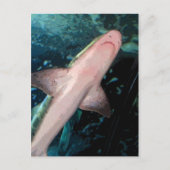 NJ Shark CB Postkarte (Vorderseite)