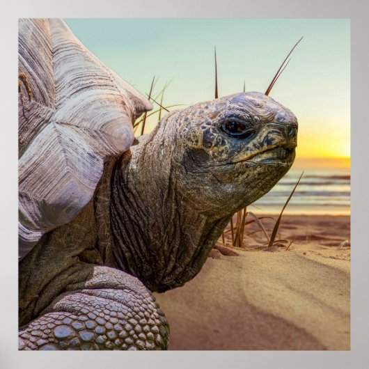 No Rush Poster (Vorne)