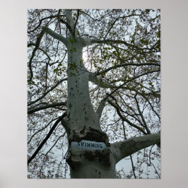 No Swimming Sign in a Tree Poster