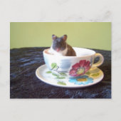 Noah 2 Postkarte (Vorderseite)