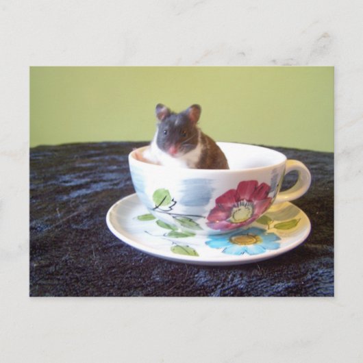 Noah 2 Postkarte (Vorderseite)