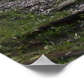 Noah "Bud" Ogle Cabin Poster (Ecke)