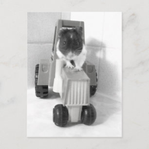 Noah Postkarte