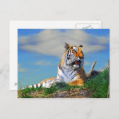 Nobel Tiger Postkarte (Vorne/Hinten)