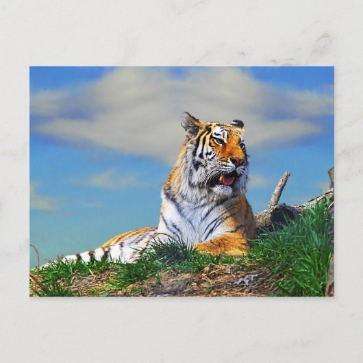 Nobel Tiger Postkarte (Vorderseite)