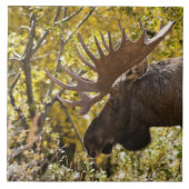 Noble Bull Moose Fliese (Vorderseite)
