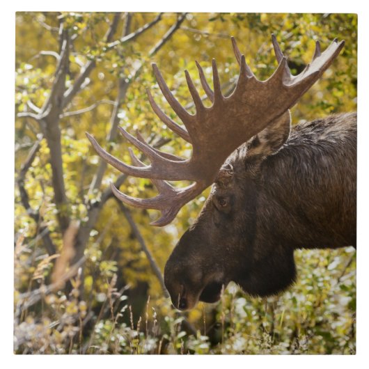 Noble Bull Moose Fliese (Vorderseite)