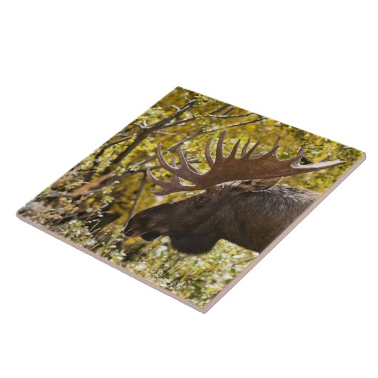 Noble Bull Moose Fliese (Seite)