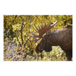 Noble Bull Moose Fotodruck
