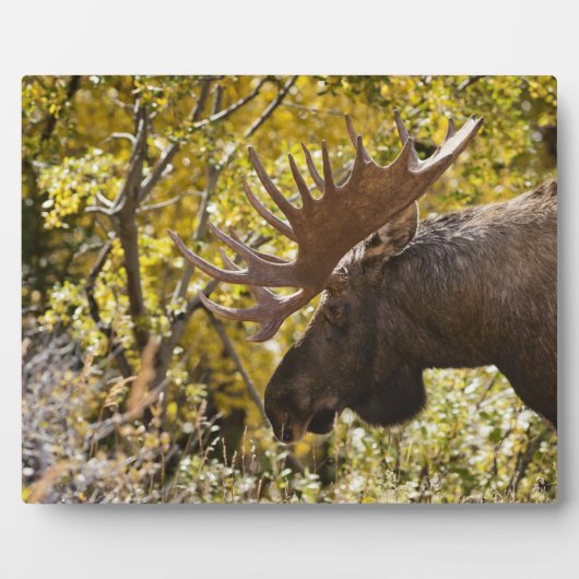 Noble Bull Moose Fotoplatte (Vorderseite)