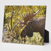 Noble Bull Moose Fotoplatte (Seite)