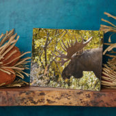 Noble Bull Moose Fotoplatte (Seite)