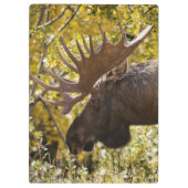 Noble Bull Moose Klemmbrett (Rückseite)