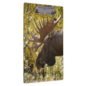 Noble Bull Moose Klemmbrett (Rechts)