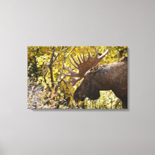 Noble Bull Moose Leinwanddruck